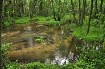 Płociczna k. Martew