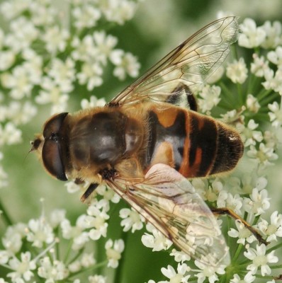 Eristalis_2997_Stare_Osieczno_WU67.jpg