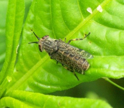 Tabanidae