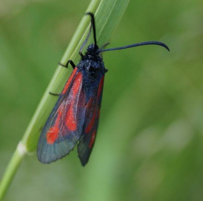 Zygaena osterodensis.jpg