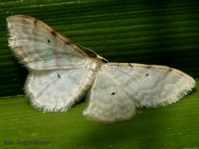 Idaea fuscovenosa