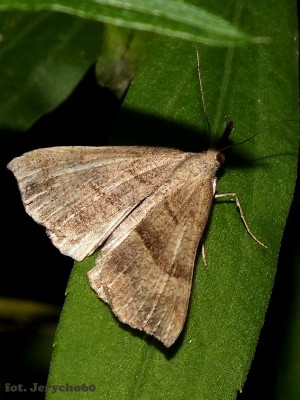 Hypena proboscidalis