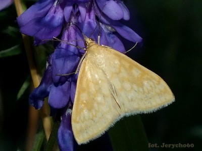 Sitochroa verticalis.27.06.2014.jpg