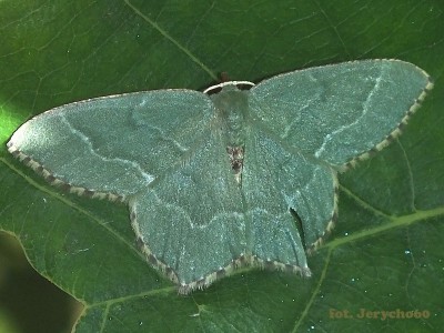 Hemithea aestivaria