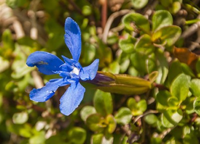 Goryczka wiosenna (Gentiana verna L.jpg