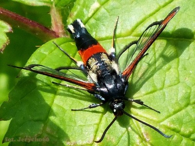 Synanthedon formicaeformis