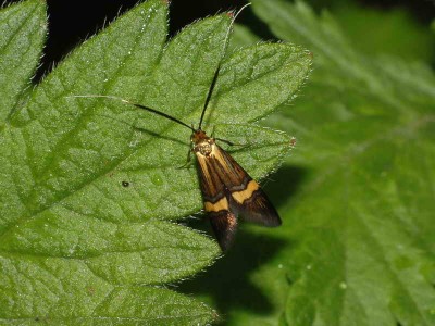 Nemophora degeerella (Linnaeus, 1758) - ? Podkarpacie, 07.06.2008.