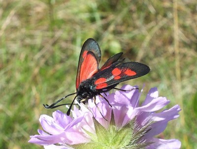 DSCF4376 4.7.14 Gdańsk Osowa CF33.JPG