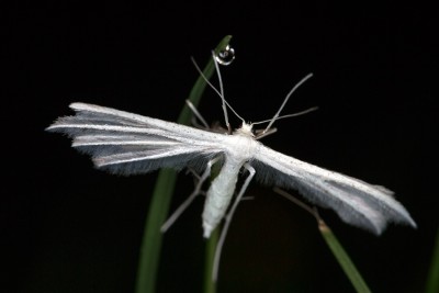 Pterophorus-pentadactyla.jpg