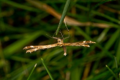 Capperia-trichodactyla.jpg