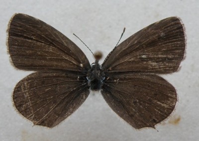 Motyl z początku oznaczony jako alcetas.