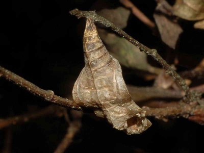 Martwa poczwarka N. rivularis - Podkarpacie, 11.06.2008.