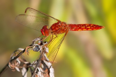 Crocothemis erythraea