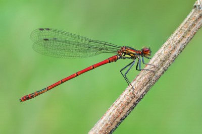 Łunica czerwona -Pyrrhosoma-nymphula