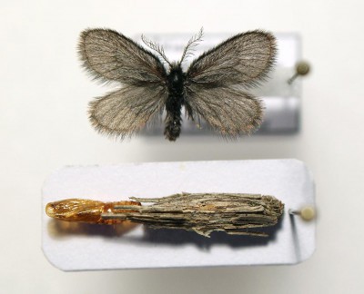 E.plumella.jpg