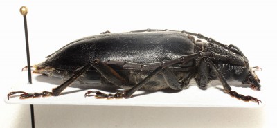 2. Neoplocaederus scapularis (Fischer von Waldheim, 1821)