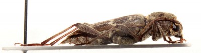 4. Xylotrechus stebbingi Gahan, 1906