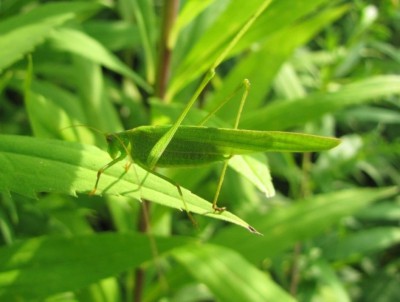 Phaneroptera falcata Bydgoszcz 30.07.14.JPG