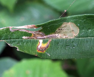 DSCF6642 Mina na Epilobium  angustifolium 31.7.14 Rzucewo CF36.JPG