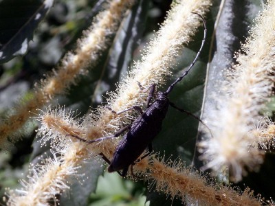 Cerambyx scopolii - wielbiciel kwiatów przeróżnych, w tym i kwitnących drzew takich jak lipy czy kasztany jadalne