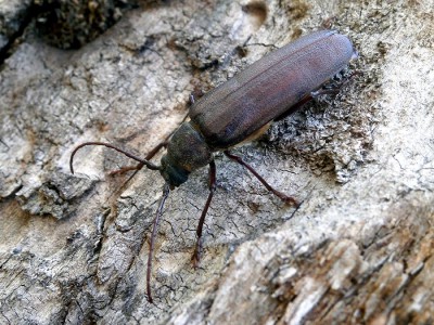 Prinobius myardi - samica. Znaleziona nocą pod latarnią, sfotografowana w dzień na drewnie