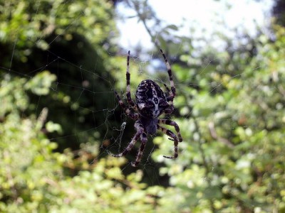 Wielki pająk czatujący na owady w monstrualnej pajęczynie rozpiętej wśród gałęzi