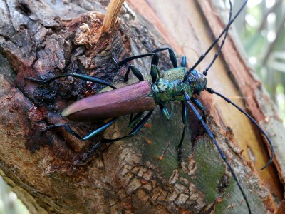 Aromia moschata - oczywiście na wierzbach