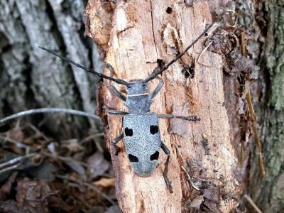 Morimus funereus - chrząszcz równie chętnie odwiedzający stare, żywe drzewa, jak pniaki i drewno stosowe