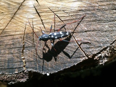 isotomus speciosus - moje pierwsze spotkanie z tą piękną kózką, która w tym roku była dominantem na dębowym drewnie