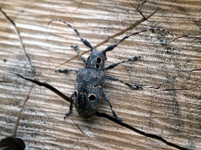 Mesosa curculionoides siadała zwłaszcza na drewnie lipy, choć nie tylko