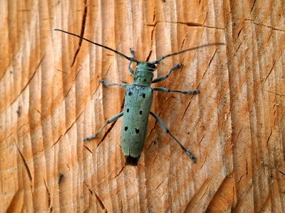 Saperda octopunctata wybierała oczywiście lipę