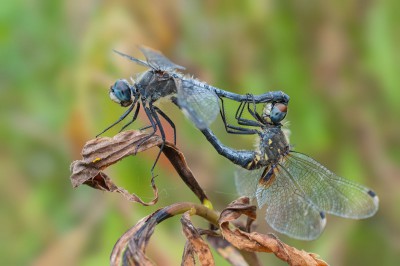 Leucorrhinia albifrons