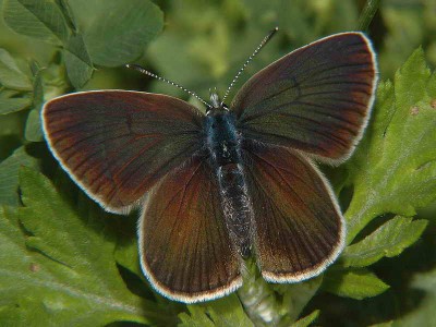 Polyommatus semiargus (ROTTEMBURG, 1775) - samica, Podkarpacie, 14.06.2008.