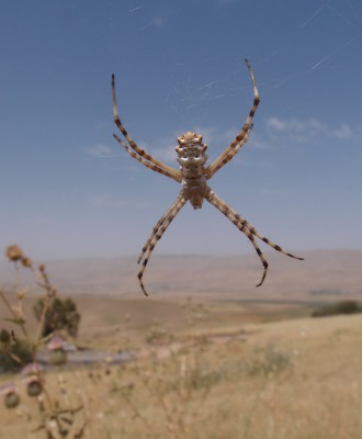 Argiope sp.