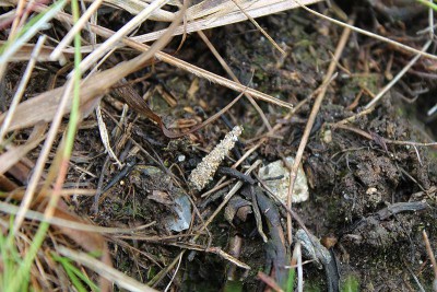 Typhonia ciliaris - Słowacja, Tatry, Zarska Dolina, 6.08.2014_3.jpg