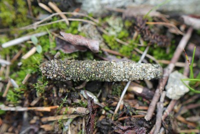 Typhonia ciliaris - Słowacja, Tatry, Zarska Dolina, 6.08.2014_5.jpg