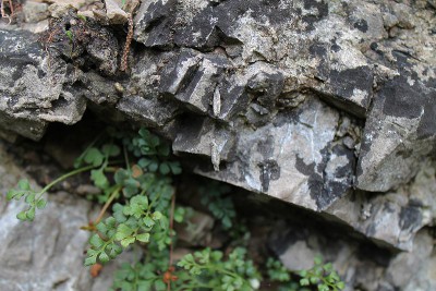 Eosolenobia mannii - Słowacja, Tatry, nowe_2.jpg