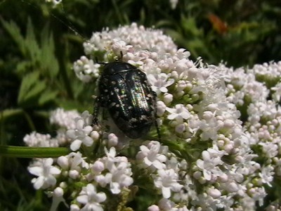 Oxythyrea funesta.jpg