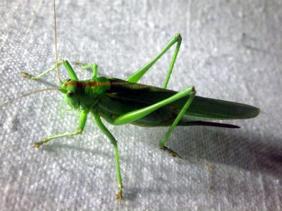 Tettigoinia viridissima