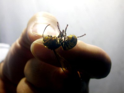 Vespa crabro