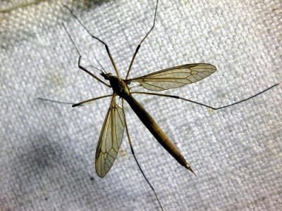 Tipula sp.