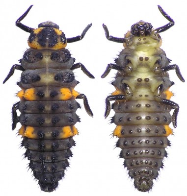 Coccinella septempuncta.jpg