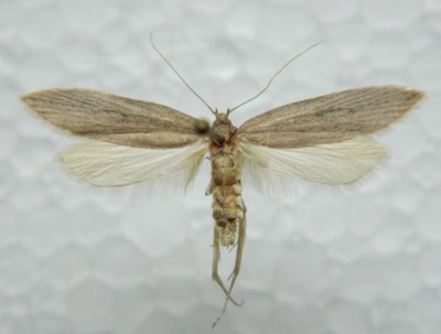 a.lonchoptera.JPG