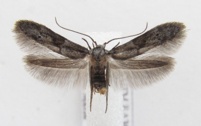 Motyl z Podkarpacia