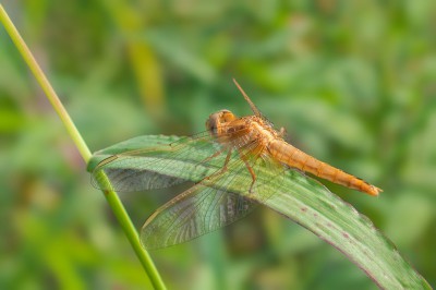 Crocothemis erythraea - teneralna samiczka