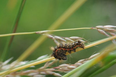 Apatele rumicis?