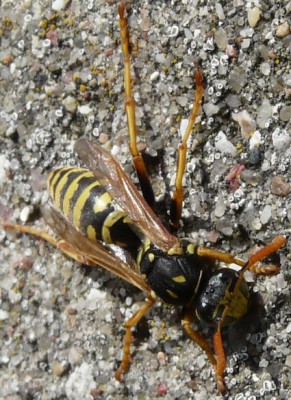 Polistes bishoffi male?