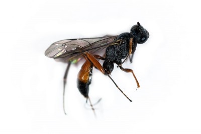 Sphecidae ?