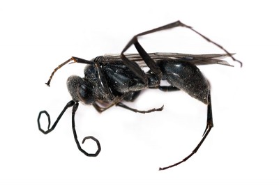 Sphecidae2 ?