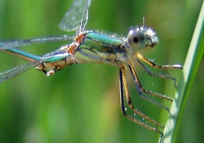 wtórny aparat kopulacyjny Lestes viridis